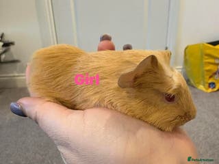 Guinea Pig rodents Guinea pigs - Advert 16