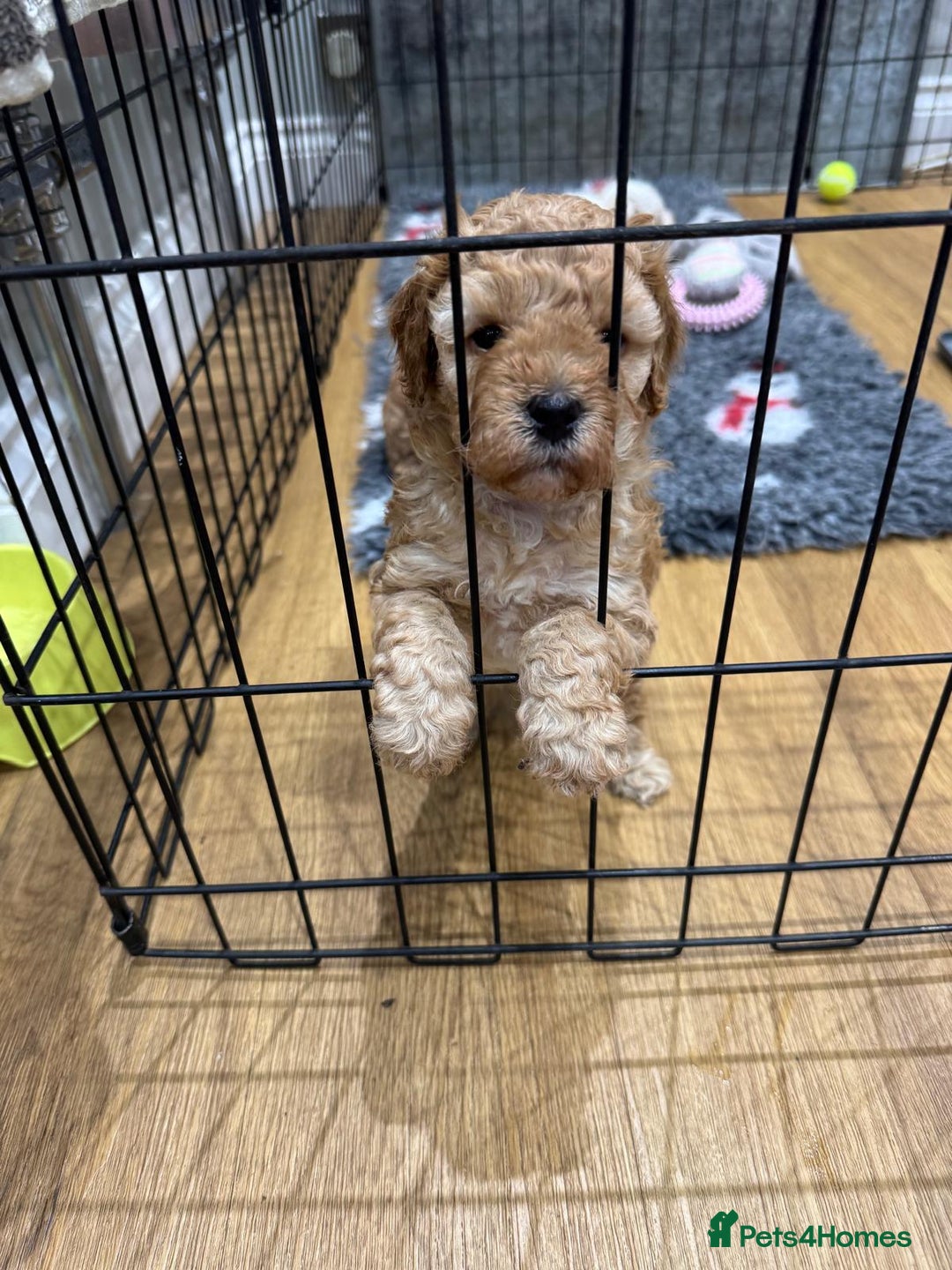 Cavapoo dogs for sale: Two Gorgeous light red Cavapoo Boys  - Advert 2