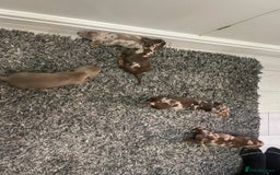 Dachshund dogs for sale: Beautiful Dachshund puppies - Image 9