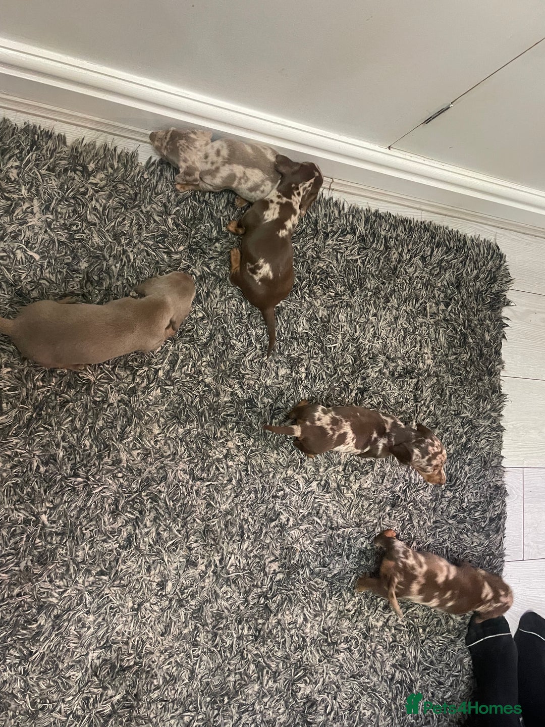 Dachshund dogs for sale: Beautiful Dachshund puppies - Image 9