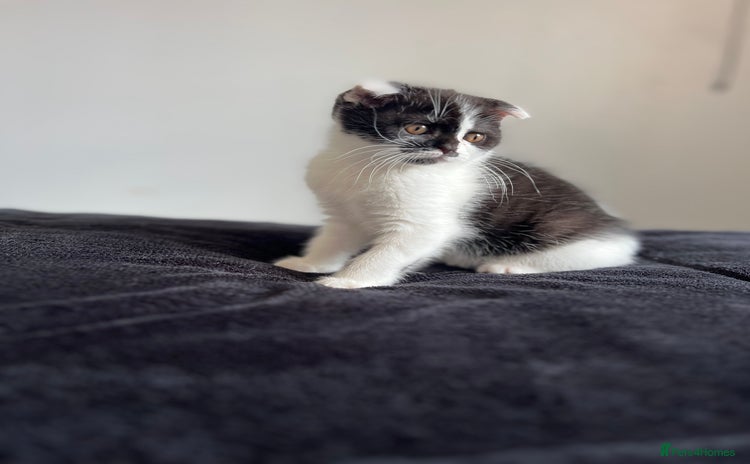 Scottish Fold cats - Advert 5