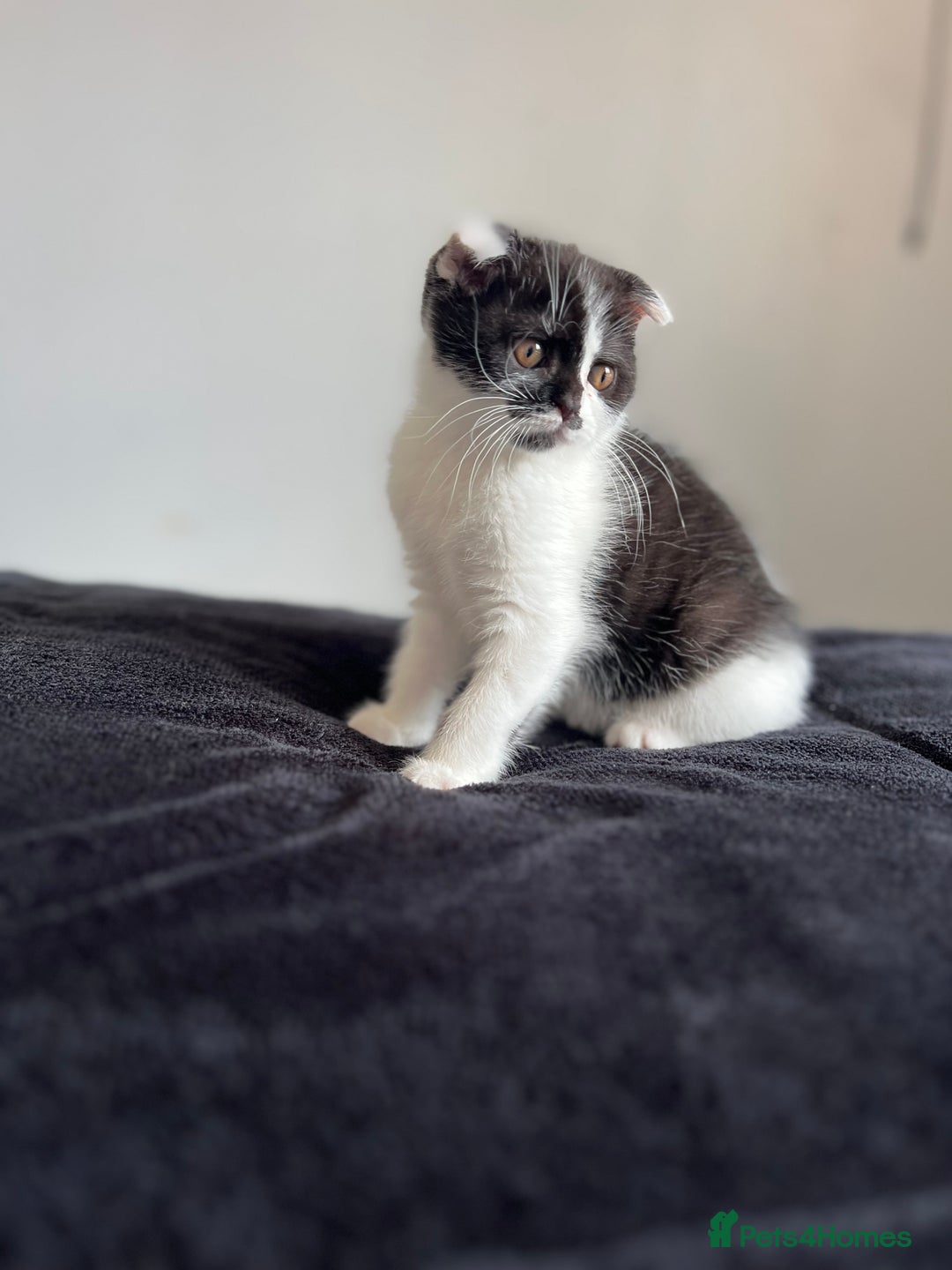 Scottish Fold cats for sale: Scottish Fold  - Image 1