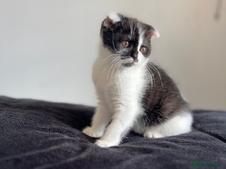 Scottish Fold cats - Advert 22