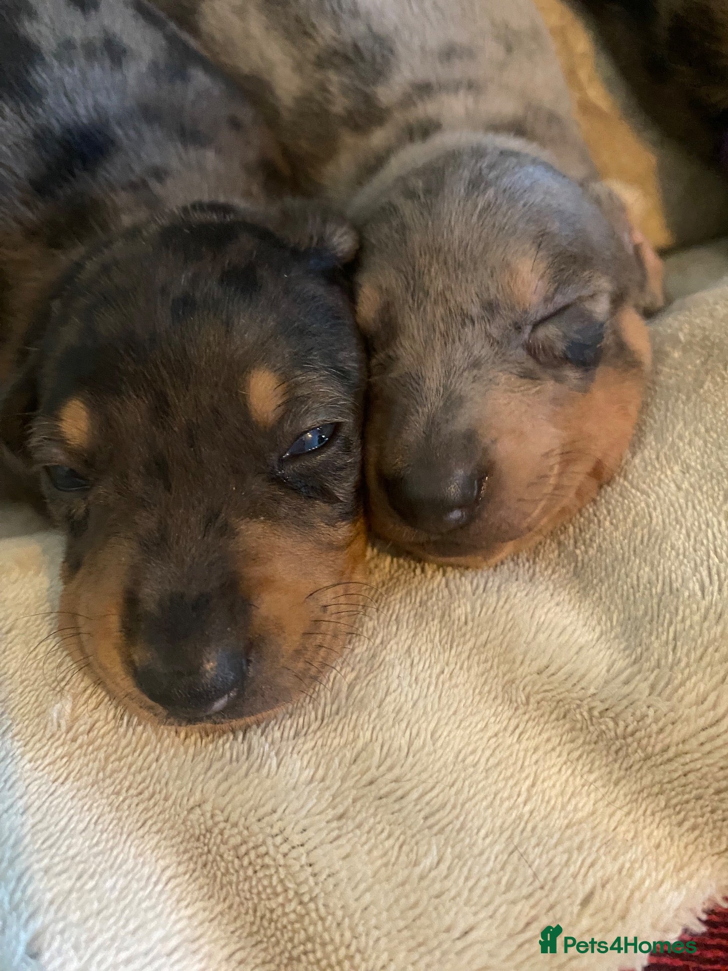 Dachshund dogs Tri silver dapple dachshunds ❤️ - Advert 6