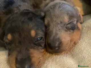 Dachshund dogs Tri silver dapple dachshunds ❤️ - Advert 6