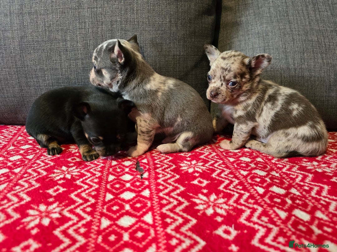 Chihuahua dogs for sale: Chihuahua puppies - Advert 1