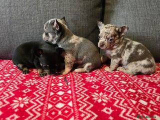 Chihuahua dogs Chihuahua puppies - Advert 1