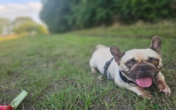 French Bulldog dogs for sale: French bulldog puppies  - Image 16