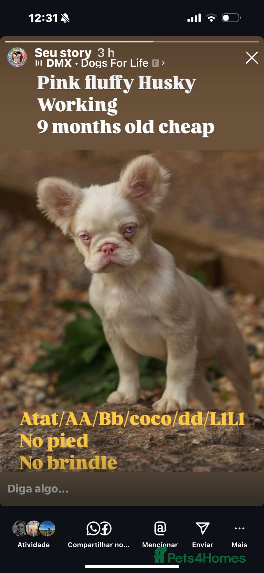French Bulldog dogs for sale: Velvet fluffy isabella merle pink in Liverpool - Image 2