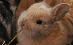 Harlequin rabbits for sale: 7 beautiful Harlequin bunnies looking for a new 🏡 - Image 5