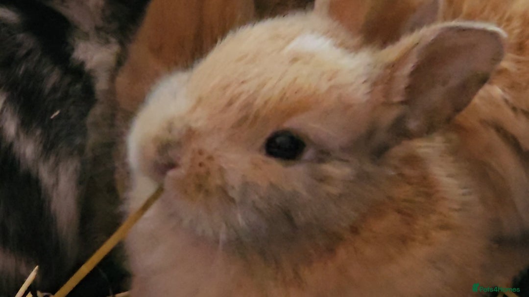 Harlequin rabbits for sale: 7 beautiful Harlequin bunnies looking for a new 🏡 - Image 5