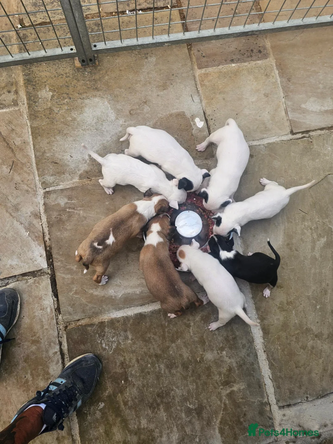 English Bull Terrier dogs for sale: English bullterrier pups for sale - Advert 14