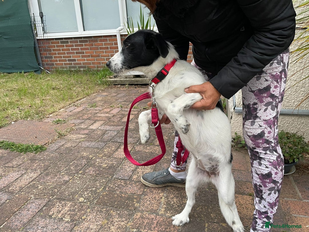 Mixed Breed dogs for adoption: Beautiful & Gentle LALY - for a Loving Home - Image 17