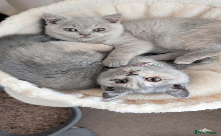 British Shorthair cats - Advert 1