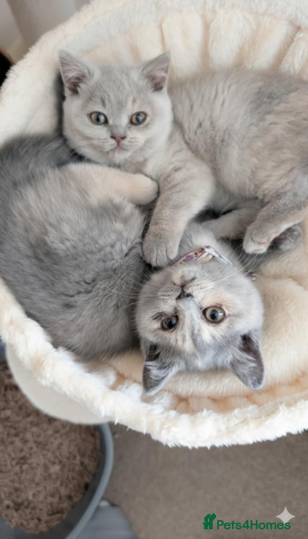 British Shorthair cats for sale: 2 BSH female kittens  - Image 1