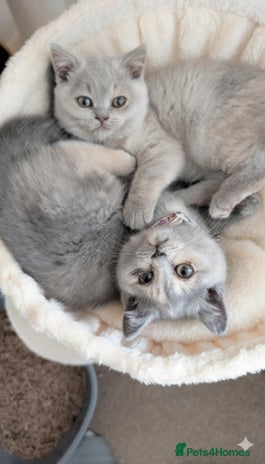 British Shorthair cats - Advert 15