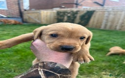 Labrador Retriever dogs for sale: Beautiful fox red Labrador pups 🐶  - Image 30