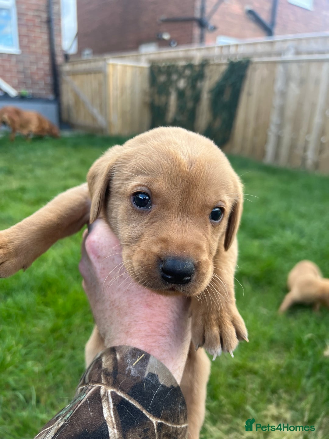 Labrador Retriever dogs for sale: Beautiful fox red Labrador pups 🐶  - Image 30