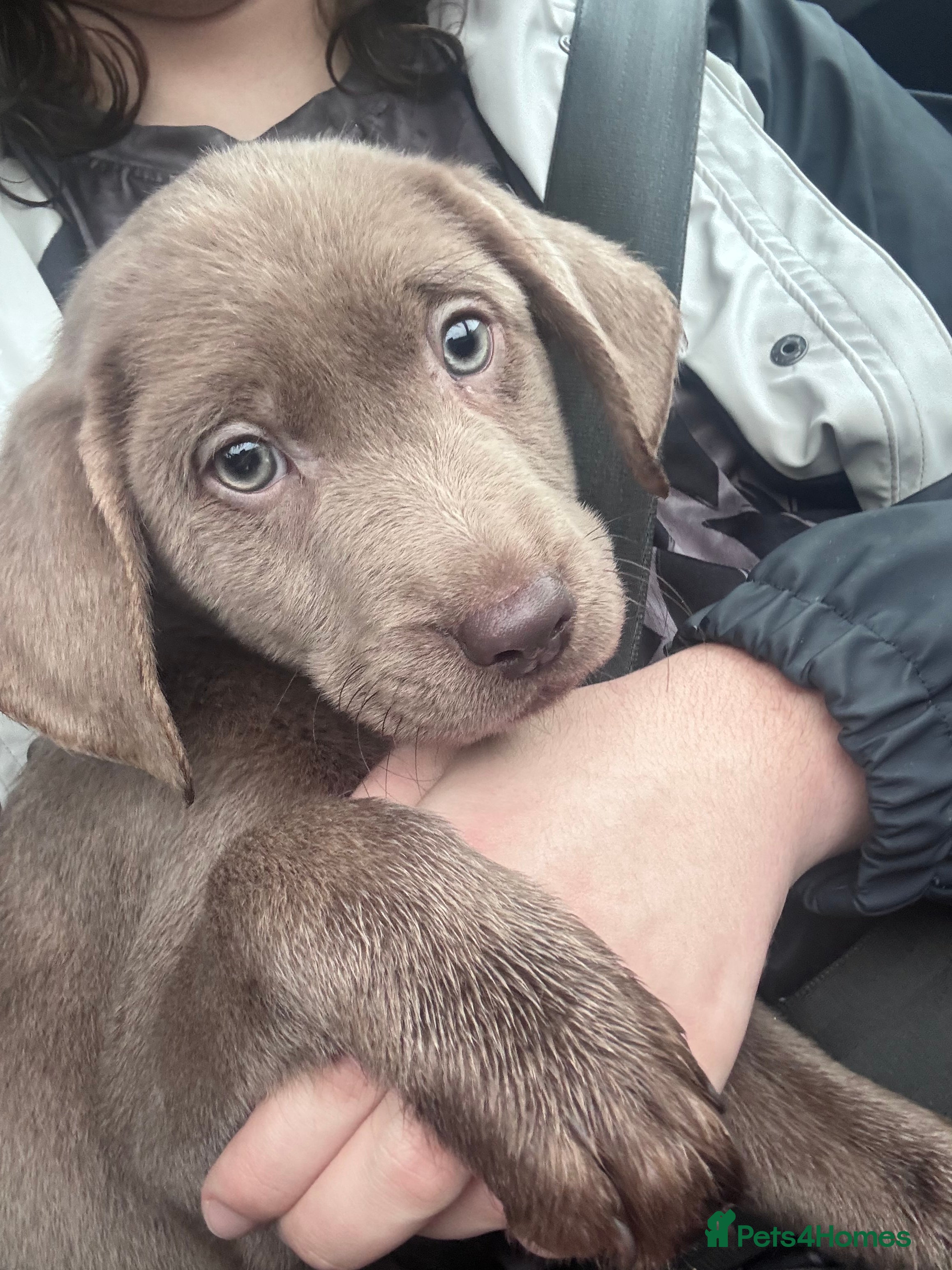 Labrador Retriever dogs Beautiful silver Labradors with piercing blue eyes - Advert 1