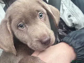 Labrador Retriever dogs Beautiful silver Labradors with piercing blue eyes - Advert 1