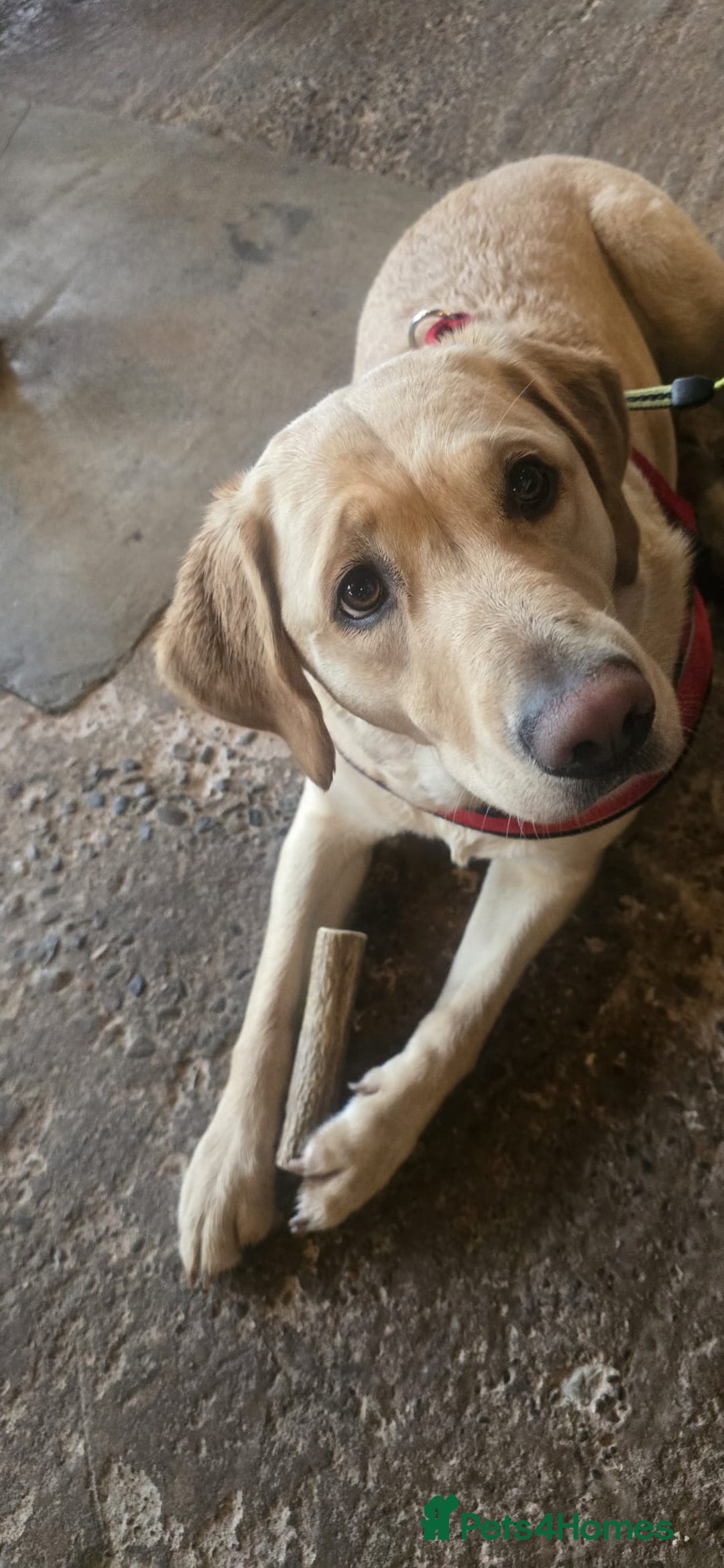 Golden Retriever dogs for sale: Expected Litter Golden Retriever / Golador Puppies - Advert 9