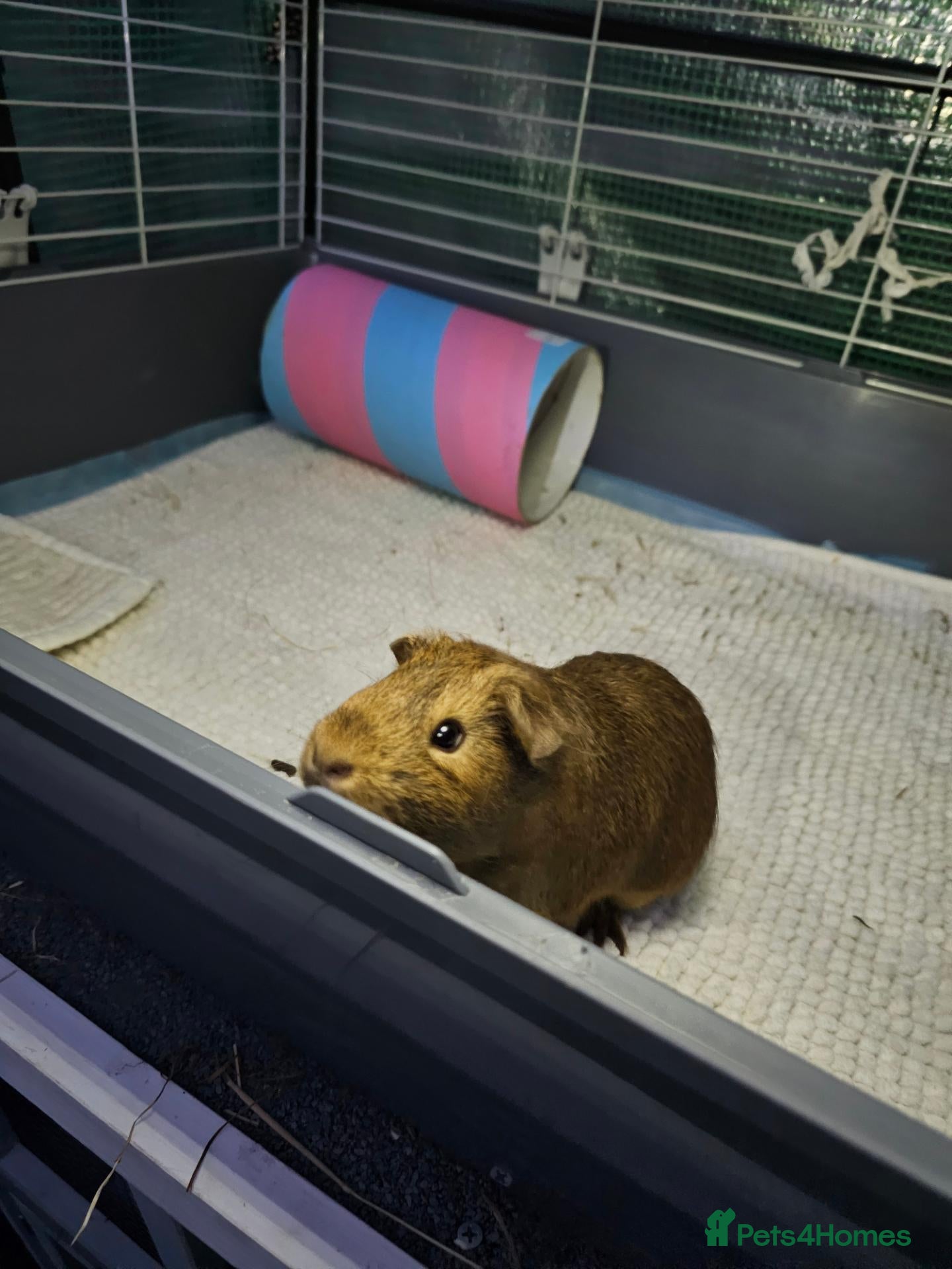 Guinea Pig rodents 🐹Beautiful Guinea Pigs Need Forever Homes🐹 - Advert 1