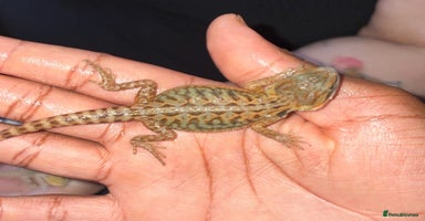 Bearded Dragon reptiles - Advert 7