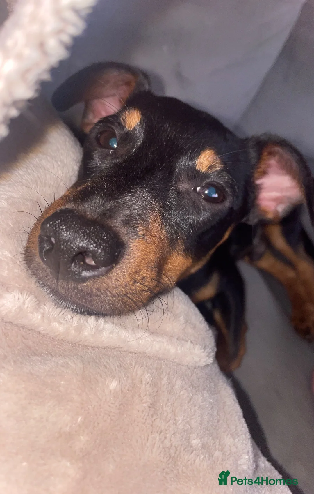 Jack Russell dogs for sale: Jack Russell  - Advert 2