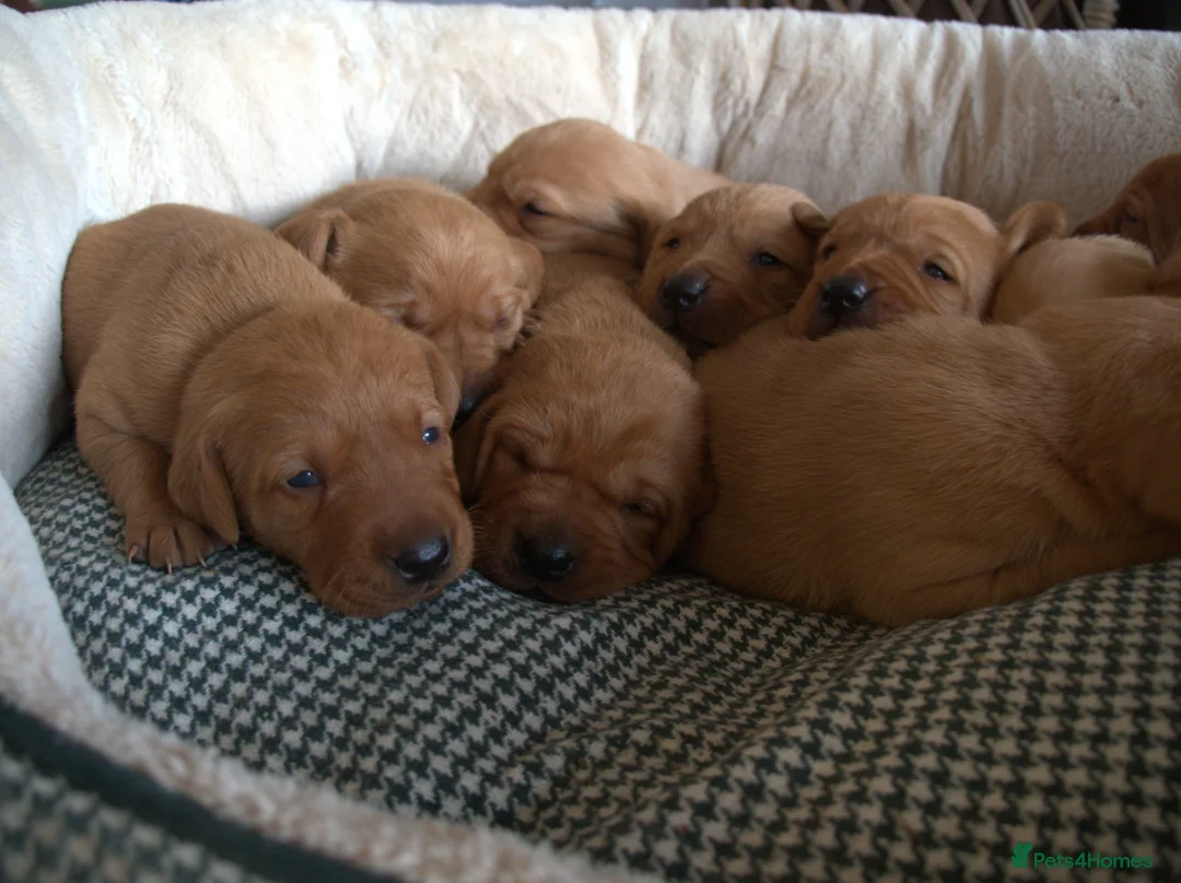 Labrador Retriever dogs for sale: Red Labrador Puppies - Advert 7