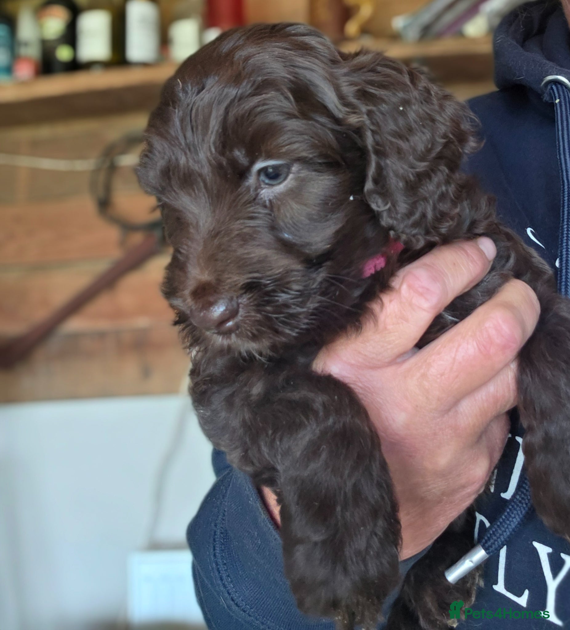 Cockapoo dogs Cockerpoo puppies F1 stunning mixed litter  - Advert 5