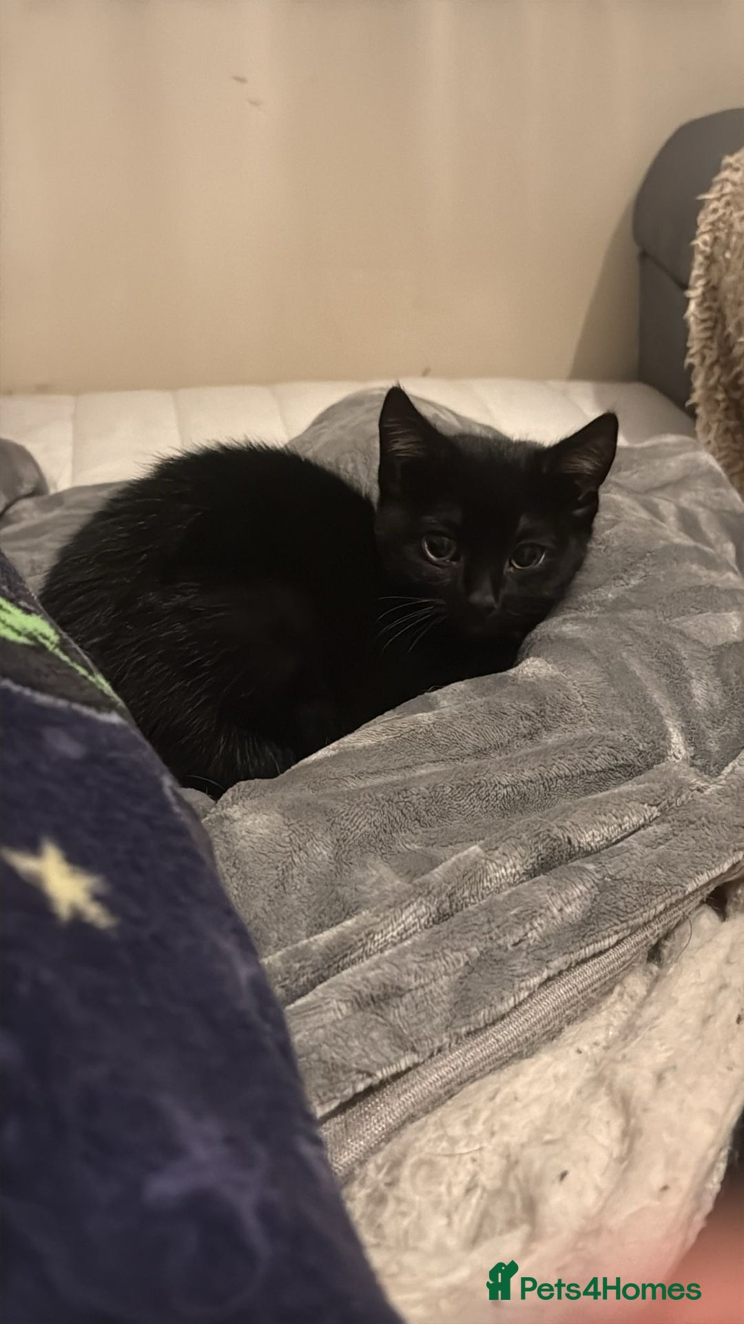 Mixed Breed cats for sale: 1 female kitten  - Advert 2