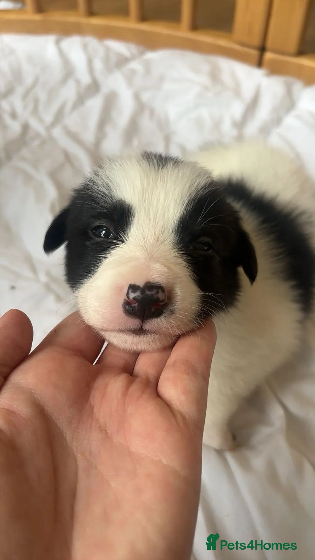 Border Collie dogs for sale: ✨ Last remaining border collie puppy ✨ - Advert 20