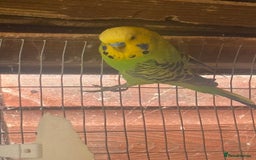 Budgerigars birds for sale:  budgies for sale  - Image 3