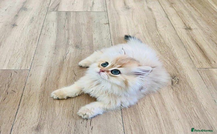 British Longhair cats - Advert 4