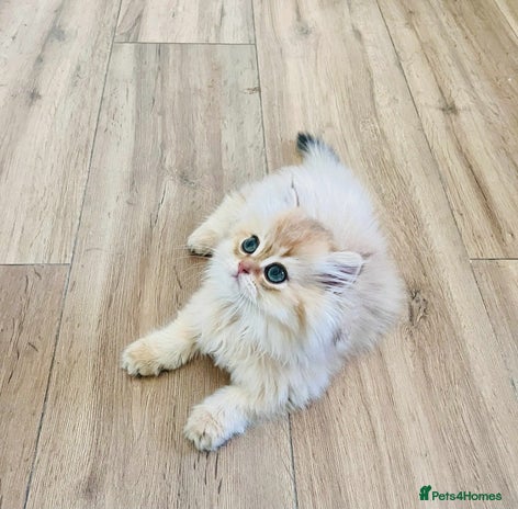 British Longhair cats - Advert 4