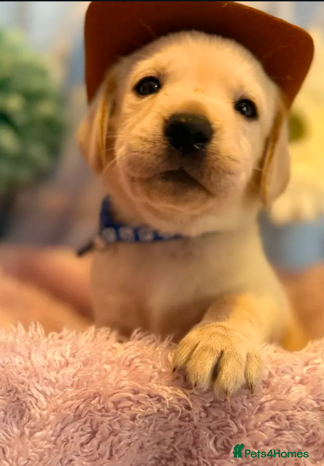 Labrador Retriever dogs for sale: Labrador puppy for sale - Image 5
