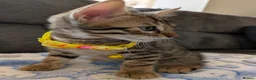 Mixed Breed cats for sale: Bengal mixed kittens - Advert 21