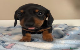 Miniature Dachshund dogs for sale: Stunning miniature dachshund  - Image 3