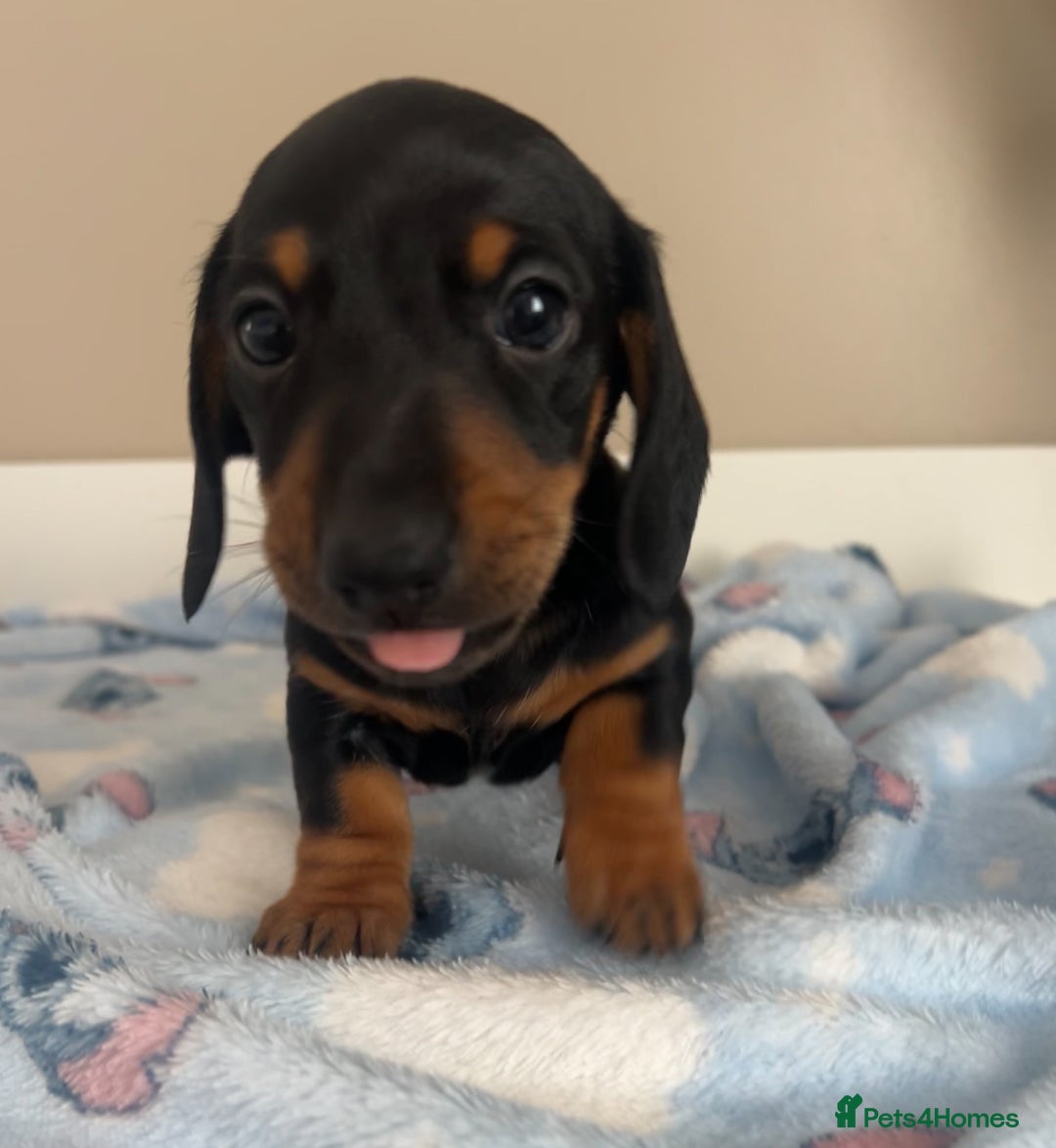 Miniature Dachshund dogs for sale: Stunning miniature dachshund  - Image 3