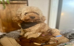 Cavapoo dogs for sale: F1b Toy cavapoo puppies extensively health tested - Image 15