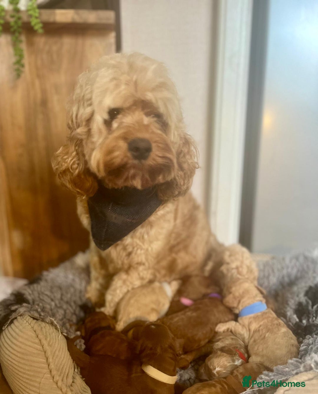 Cavapoo dogs for sale: F1b Toy cavapoo puppies extensively health tested - Image 15