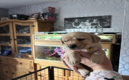 Goldador dogs for sale: Goldador - Image 3