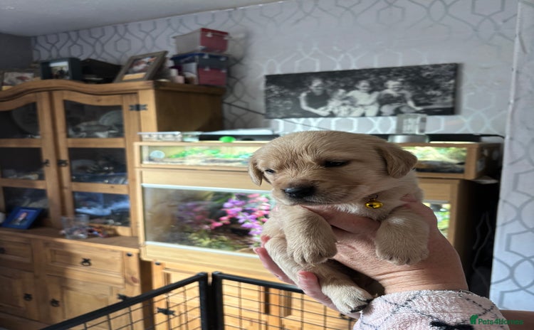 Goldador dogs - Advert 14