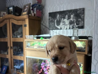 Goldador dogs - Advert 22