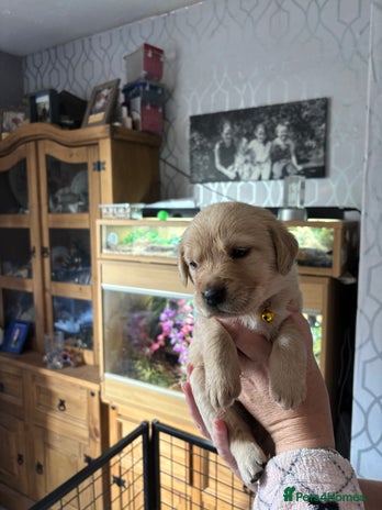 Goldador dogs - Advert 2