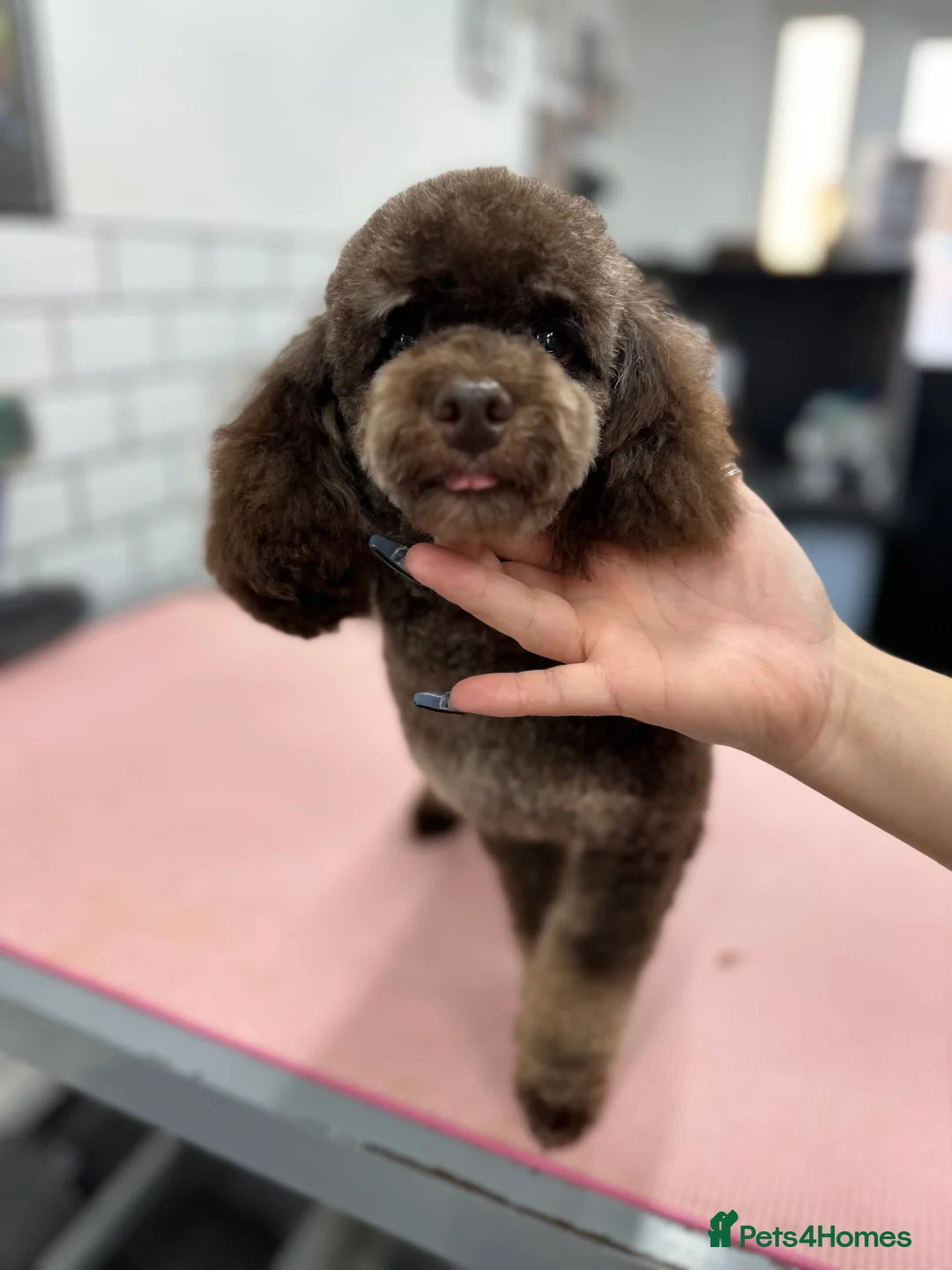 Toy Poodle dogs for stud: Stunning KC None fading Chocolate Phantom stud in Rickmansworth - Advert 25