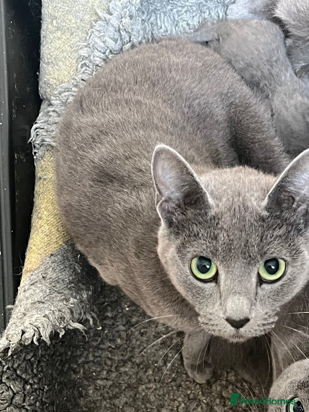 Russian Blue cats for sale: Stunning Russian blue cross kittens  - Advert 1