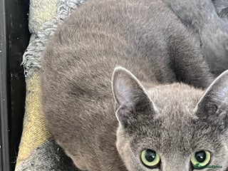 Russian Blue cats Stunning Russian blue cross kittens - Advert 10