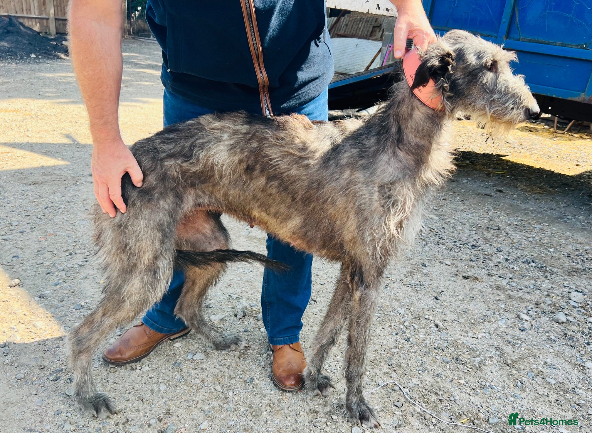 Deerhound dogs KC Reg Deerhound Puppies  - Advert 2