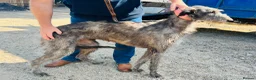 Deerhound dogs for sale: KC Reg Deerhound Puppies  - Advert 2